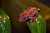 Геккон новокаледонский реснитчатый бананоед цветной, S